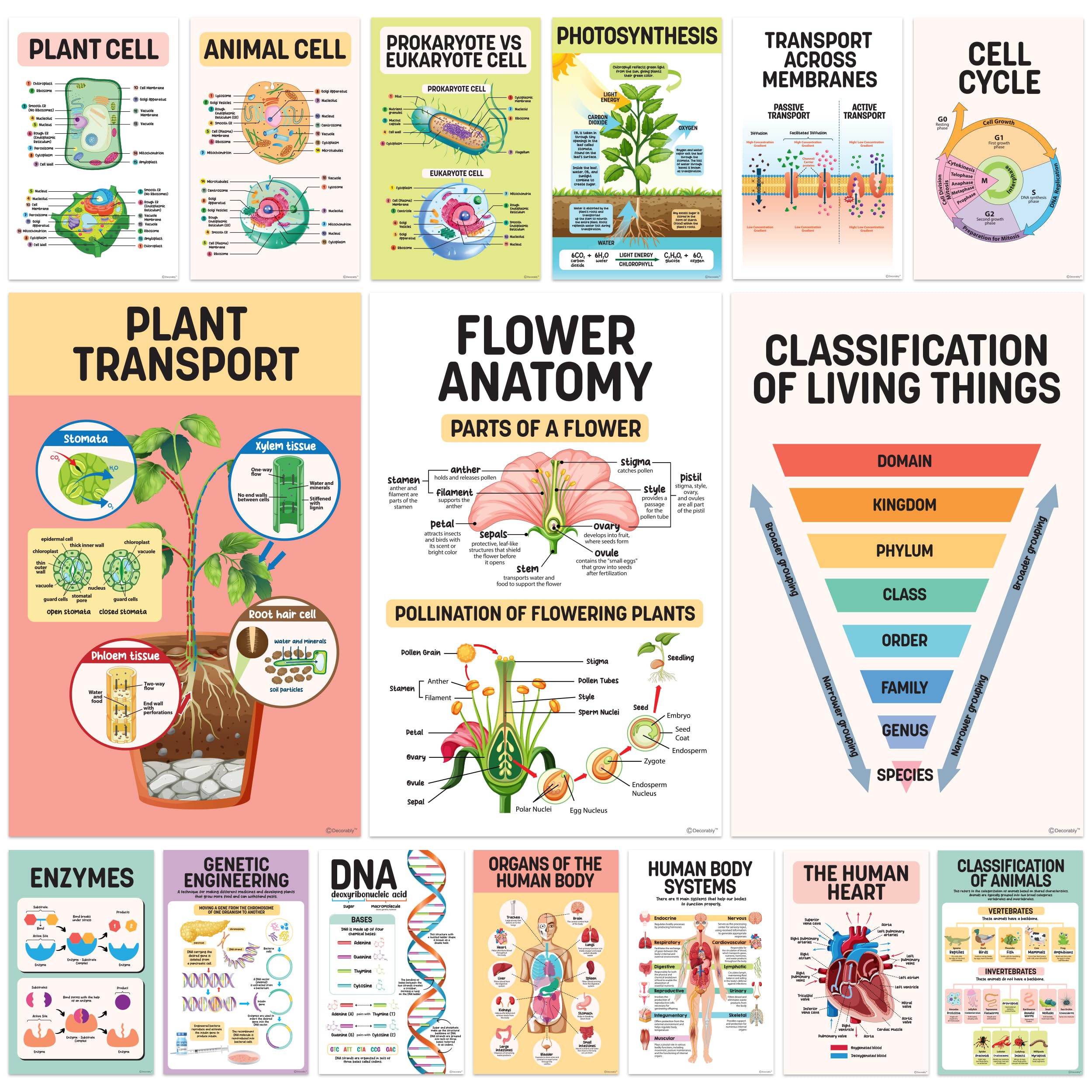 16 Science Posters For Classroom Middle School - 11X17In Biology Posters For High School Classroom, Science Classroom Decor, Mid